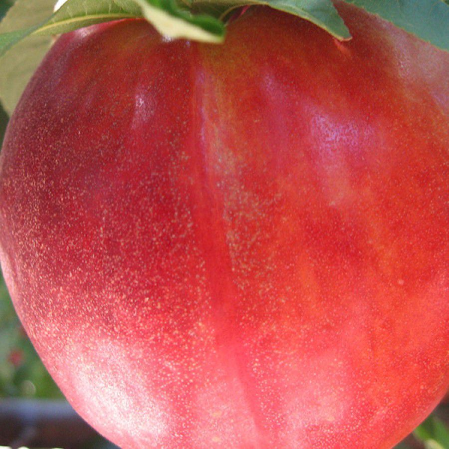 KIRMIZI Extreme Red NEKTARİN FİDANI